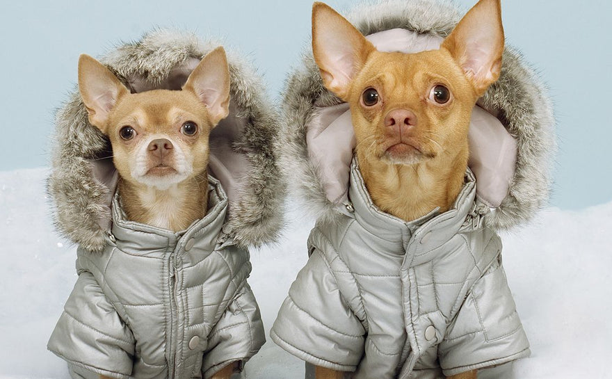 Woof 411 : Winter Woof Tips