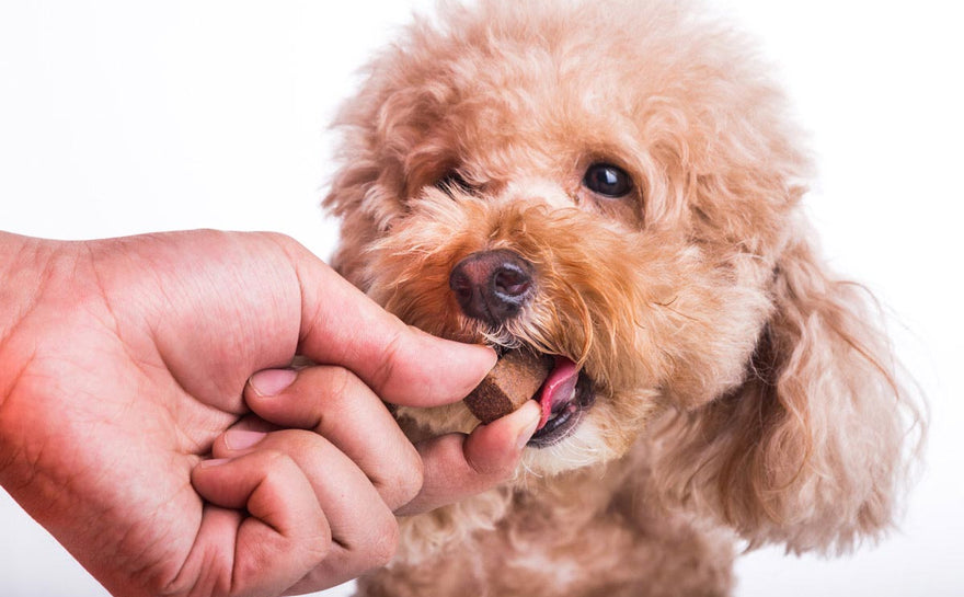 5 Foods Your Dog Should Never Eat