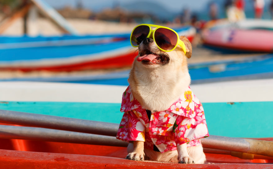 5 Astuces pour Garder Votre Chien au Frais Pendant l'Été