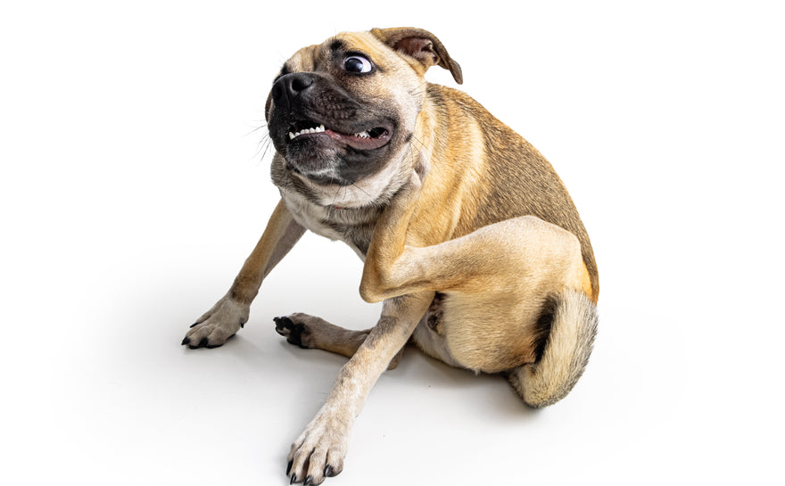 Allergies Can't Keep a Good Dog Down!