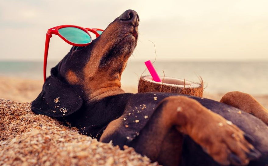 Be Summer Ready - Common Dogs Allergies and What To Do About Them